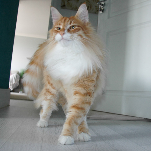 models_direct's tweet image. Take a look at our pet model - ODIN a Norwegian Forest

When it comes to posing for a shoot Odin is a natural....

#petmodelling #modelsdirect #pets #cats #findamodel #hireamodel #shoot #photoupdates #bookings