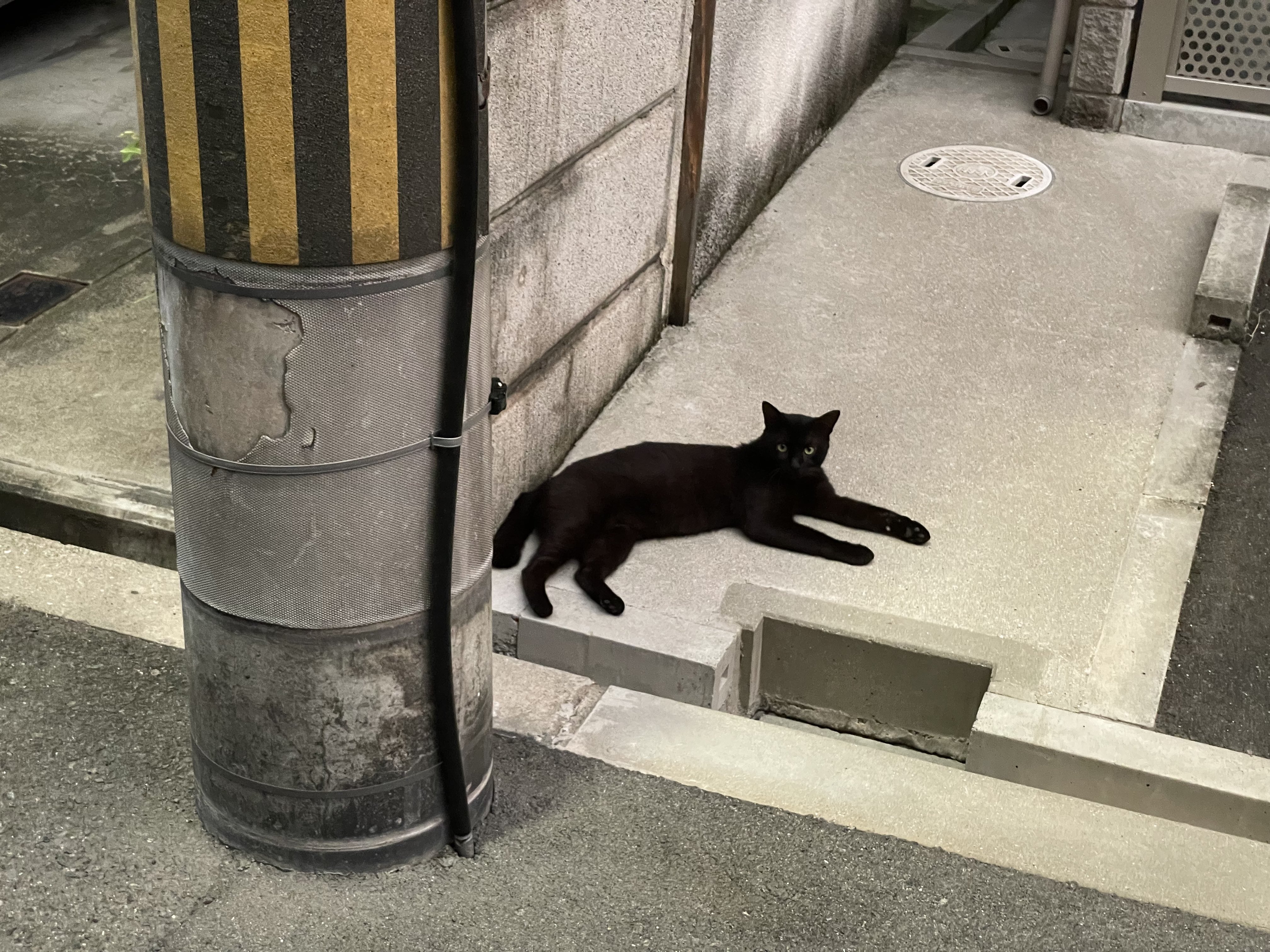 تويتر 猫总على تويتر 迷路了 向大阪猫问个路 T Co L8atgzelhg