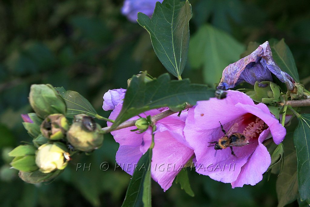 ferrarisergio4's tweet image. @PredaVicky