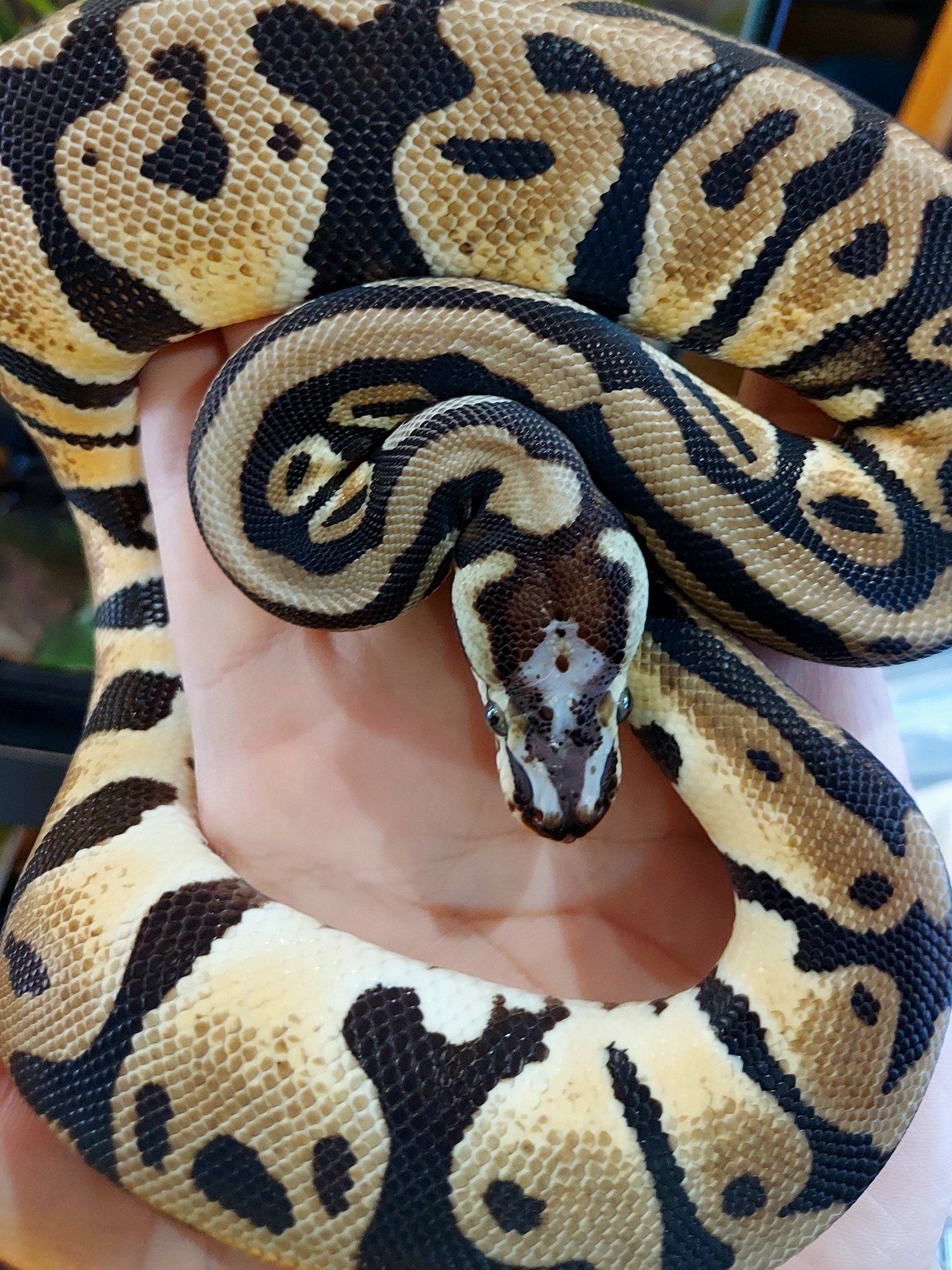 Fantastic Reptiles Goisu~SAITAMA (@ReptilesGoisu) / X