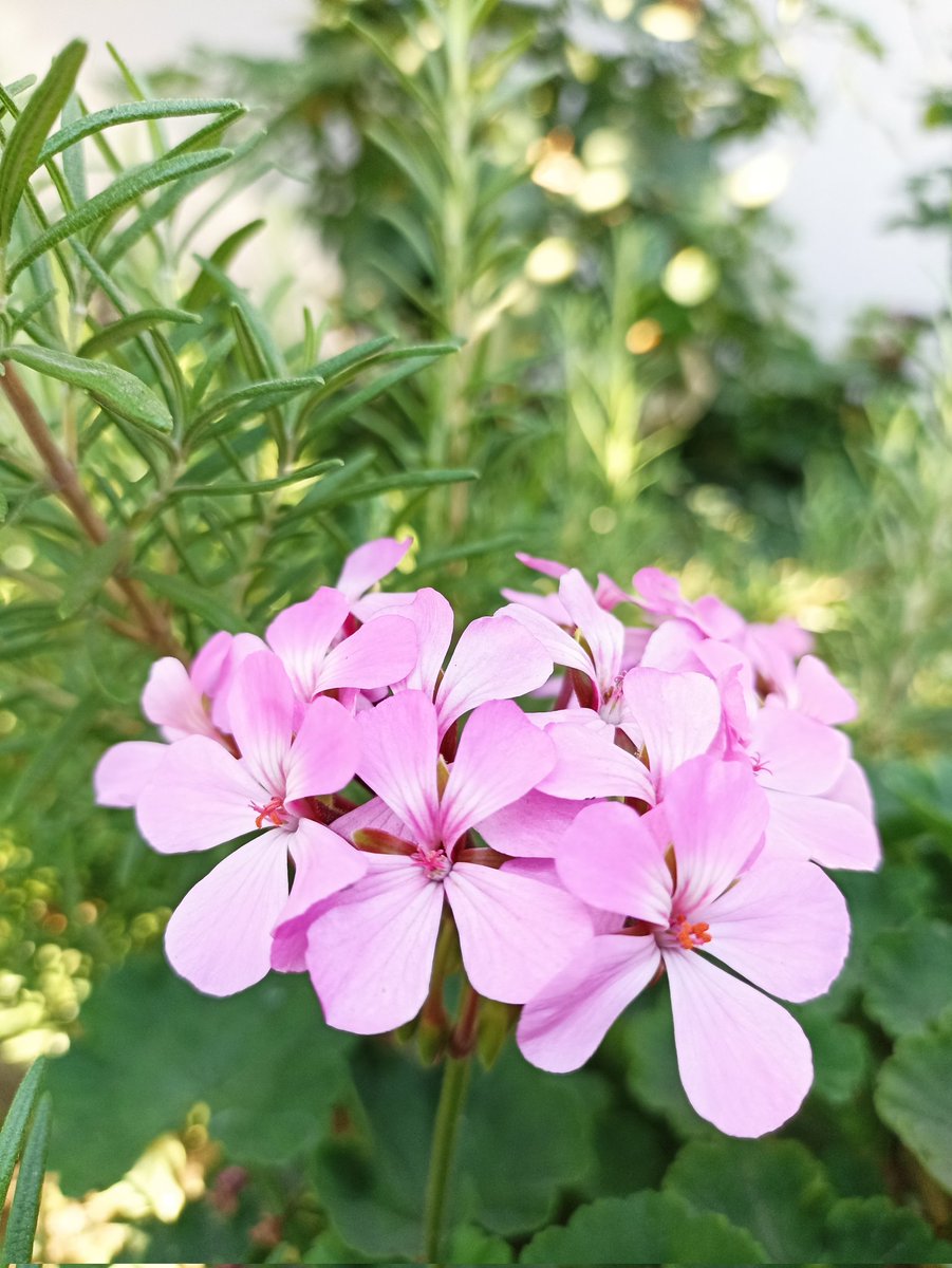 Bayram sevdiklerin yanında ise bayramdır.
İsteyip de sevdiklerinin yanında olamayanların tez zamanda kavuşması dileğiyle....
Kurban bayramınız kutlu olsun.