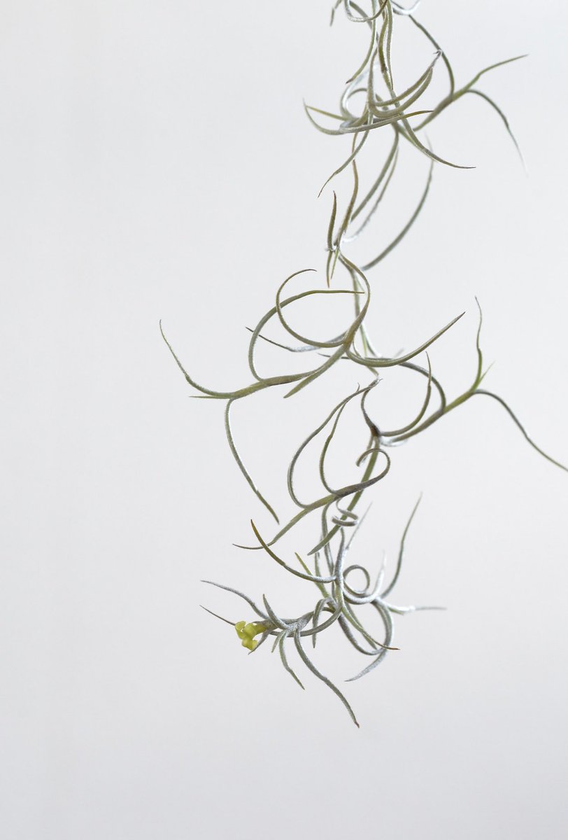 no humans simple background white background still life leaf branch plant  illustration images