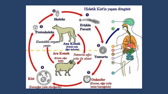Ülkemizde #KistHidatik in sorun olmasının nedenlerinden birisi de; özellikle kurban bayramlarında kesimler sonrası kistli sakatatları gömmek yerine, köpeklere yedirmek ya da rastgele ortada bırakarak sokak köpeklerinin bunlarla beslenmelerine yol açmaktır. 

#BayramdaGörevdeyiz