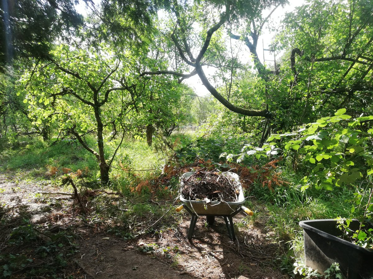 taagtraumerin's tweet photo. Ich habe mir kürzlich mega spontan ein verwildertes Gartengrundstück gepachtet und was soll ich sagen? Es lässt zu wünschen übrig... https://t.co/cZ65iuM0iN