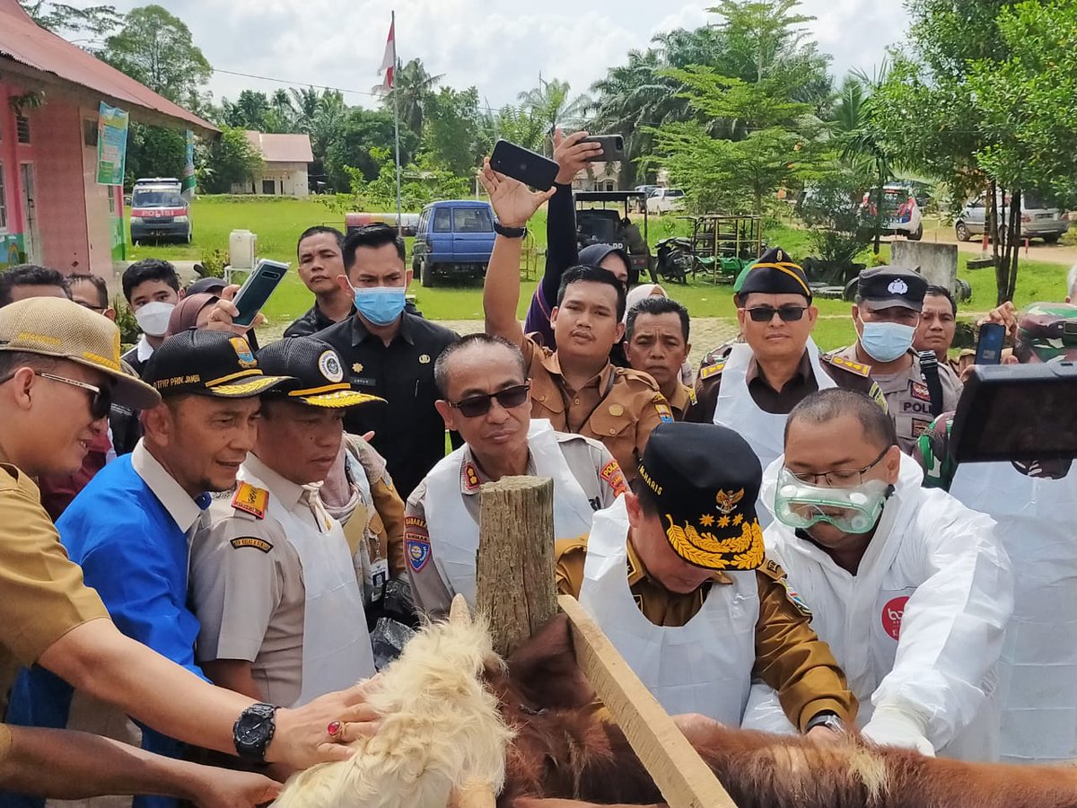 BarantinRI's tweet photo. "Seluruh daerah dihimbau untuk segera melakukan antisipasi terhadap PMK ini karena penularannya sangat cepat dan bisa tersebar melalui mobilitas manusia. Harapannya semoga tim Satgas berhasil mengantisipasi penyebaran PMK di Provinsi Jambi," ujar Al Haris. https://t.co/2Y0LdYp7cy