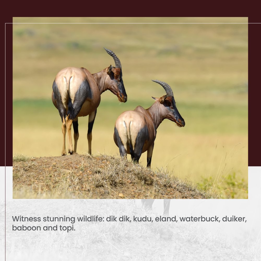 Safarideal Safarideal Twitter