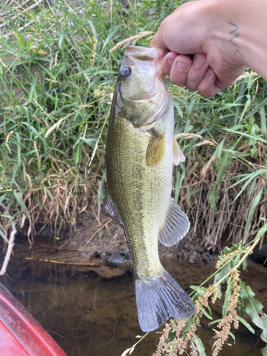 FletchersFishin's tweet photo. Kimsey Run Lake #WV Fishing https://t.co/04lYRwga41