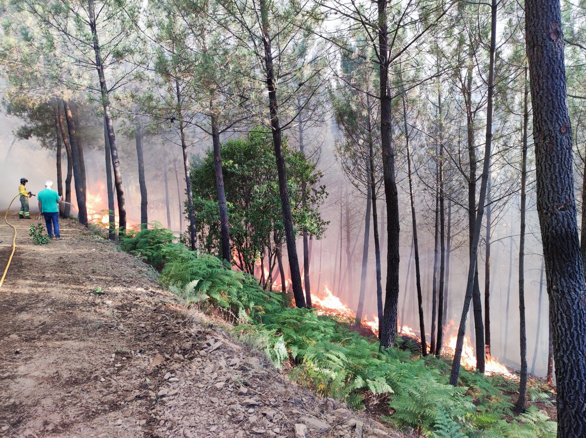 Arde la @#sierradefrancia 
#Villanuevadelconde, #sequeros desde las 7:00 AM. Un único medio terrestre habilitado. <a href="/112cyl/">112 Castilla y León</a> <a href="/jcyl/">Junta de Castilla y León</a>, dónde están los medios aéreos?; 8:33h seguimos con total impotencia. Ha de pasar como en #sierradelaculebra para que se movilicen los medios?