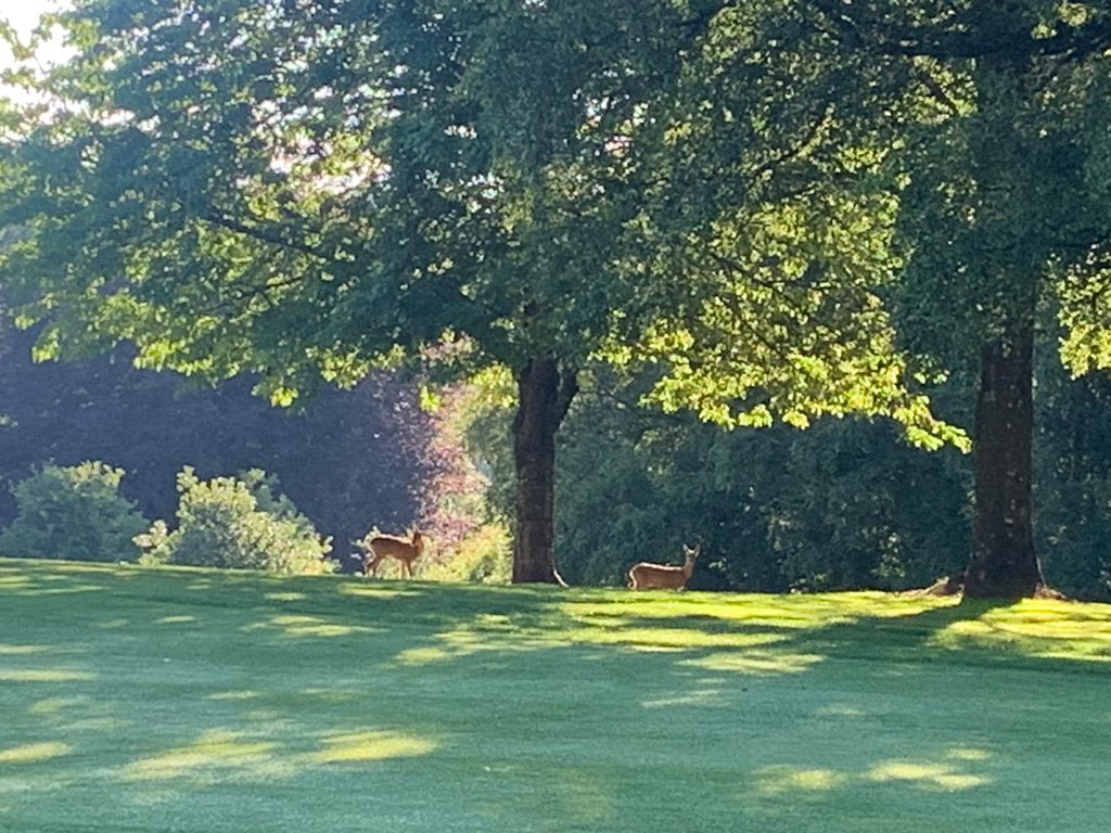 TivertonGC's tweet photo. 🟢 Johnstone Cup 🟢
Another cracker ☀️☀️☀️
Good luck to all of our members playing in today’s ‘Black Tee, Medal’
#TeamTiv #CrackingFlags https://t.co/7LRHIH23dB
