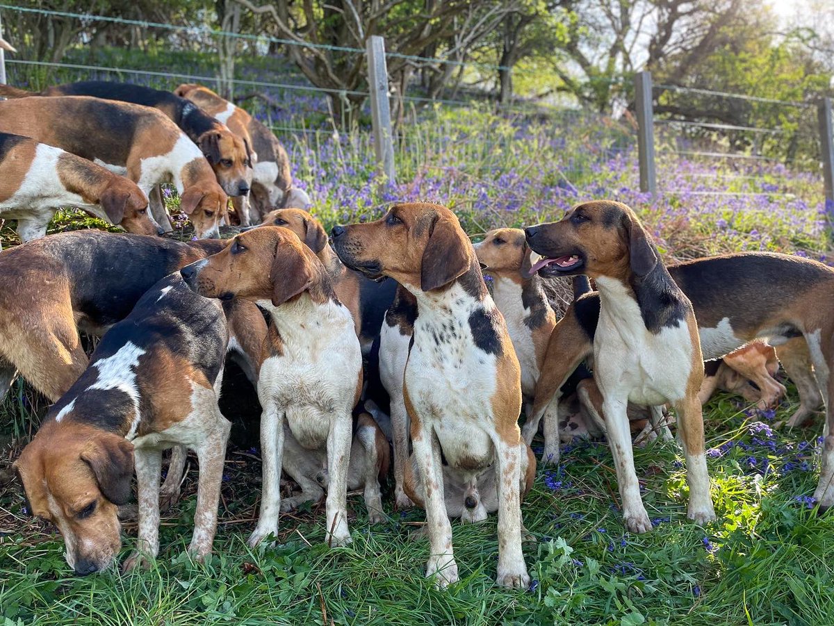 lurcherwork's tweet photo. #houndexercise #foxhound #englishfoxhound #hound https://t.co/rJZ58Vi3uT