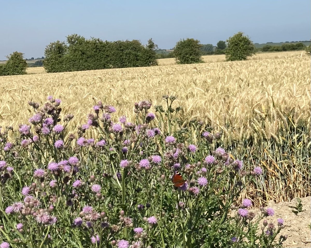 DeTom48's tweet photo. #StewardShip margins full of wild flowers and lots of #Butterflies by River #Wantsum #Chislet #Canterbury @EnvAgencySE @ThanetCouncil @BumblebeeTrust @KentWildlife @NaturalEngland https://t.co/ttzxiJBxtF
