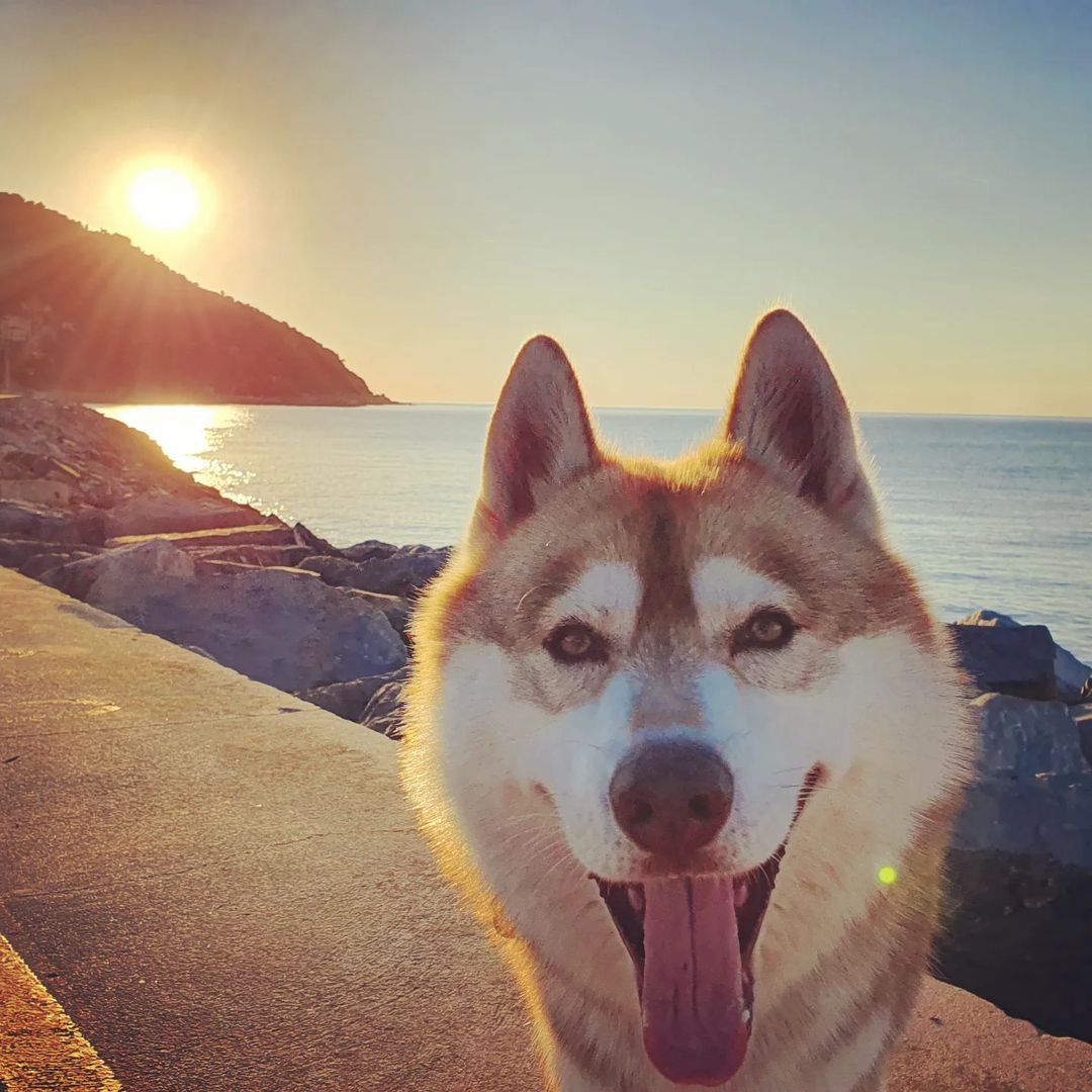 Danilo Bracco tweet media