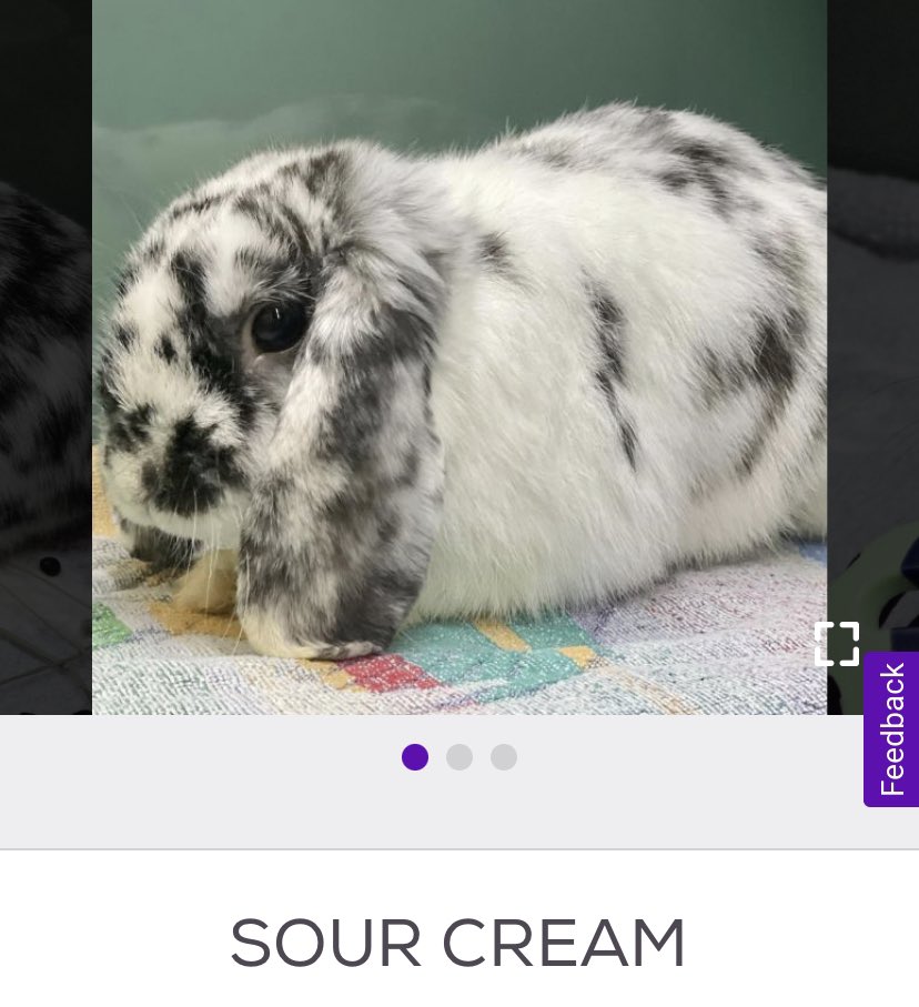 i usually go on my little petfinder adventures when i cannot sleep. i cannot sleep. look at this bunny named SOUR CREAM