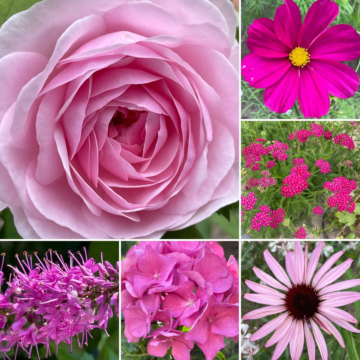 Lovely pinks 💕 for #SixOnSaturday #mygarden