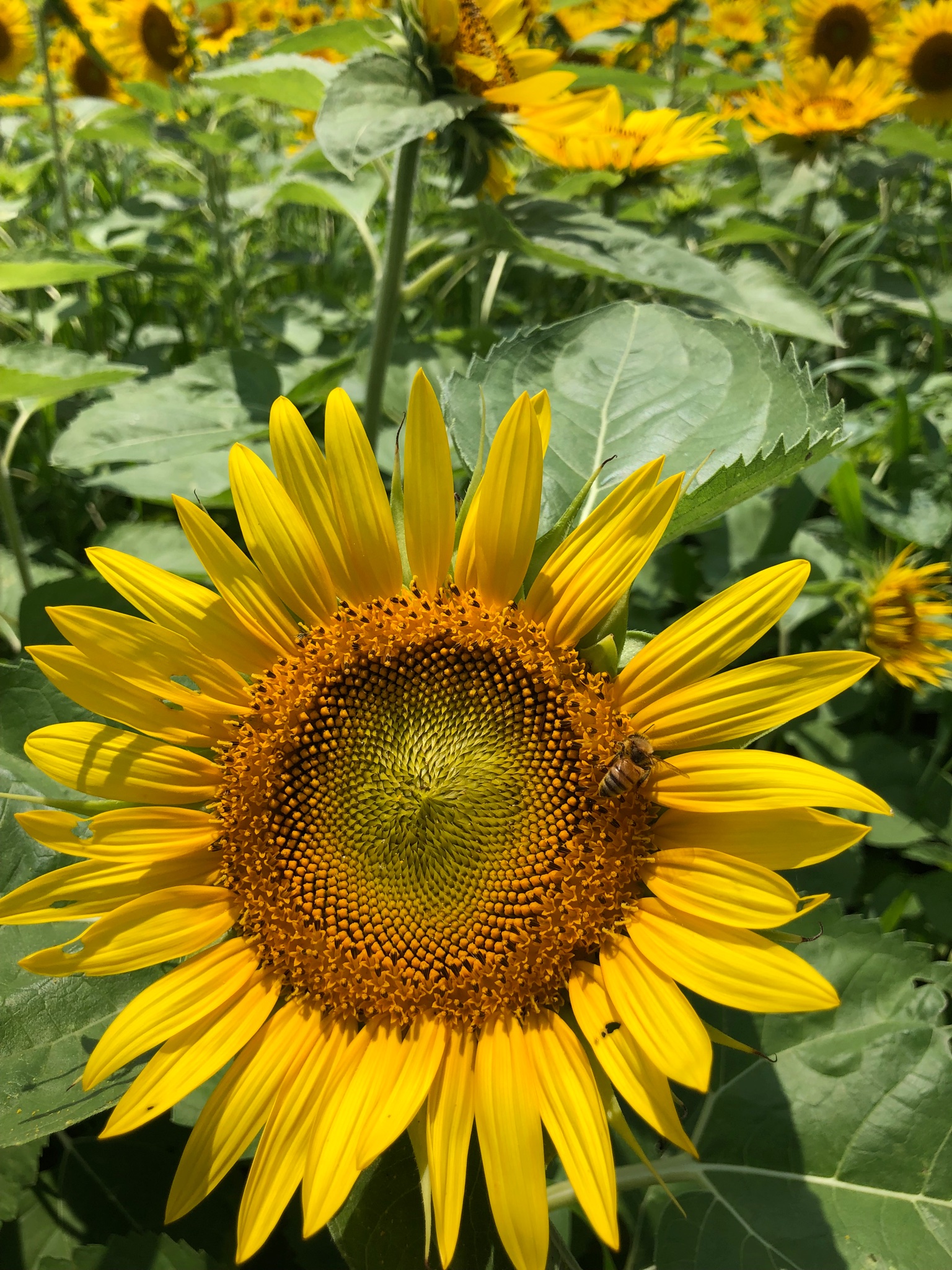 夏といったら Twitter Search Twitter