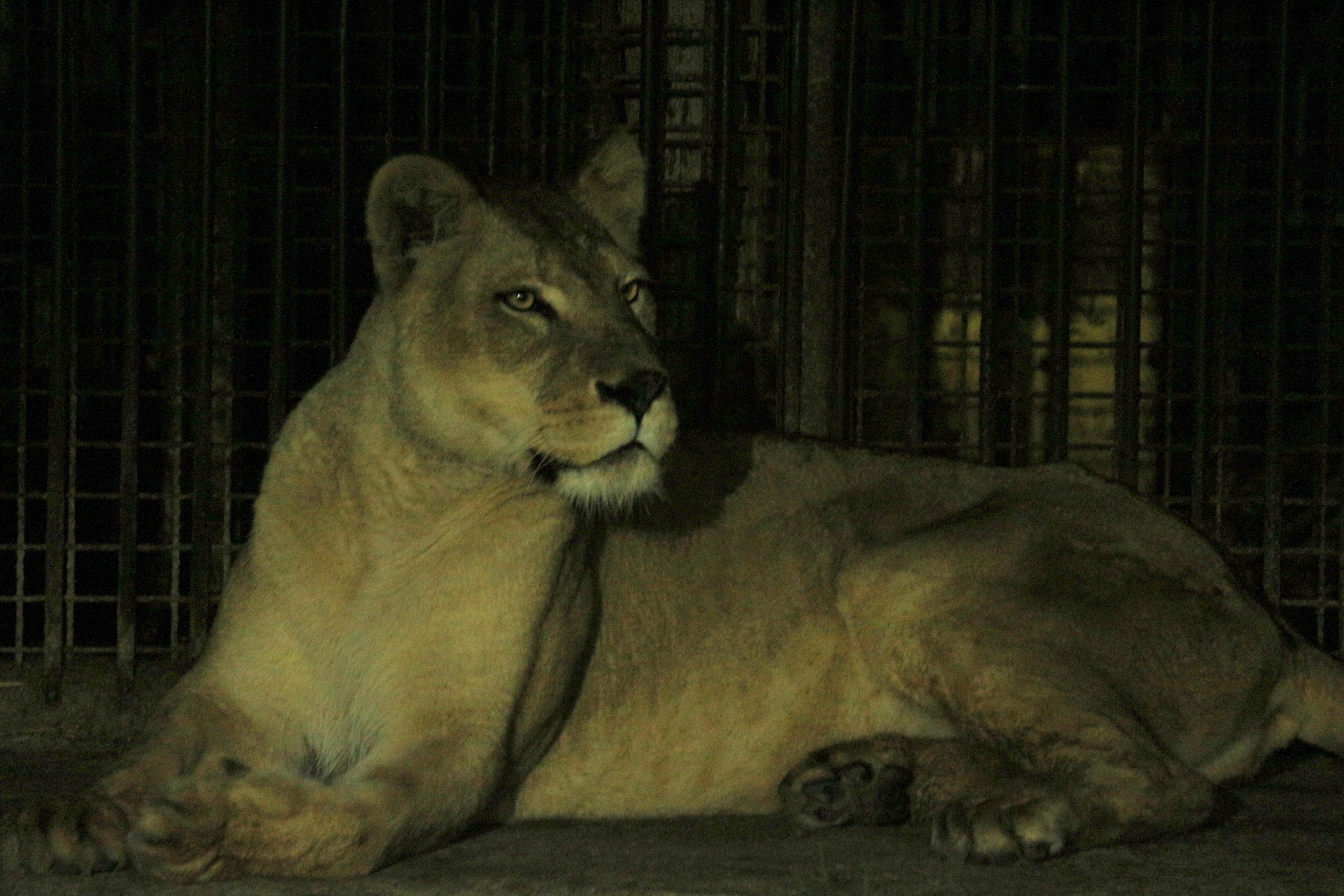 アフリカライオン Twitter Search Twitter