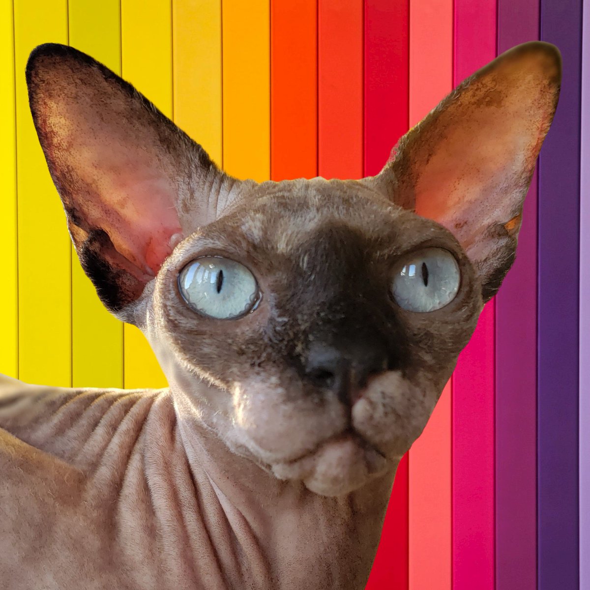 Haunted Hamilton tweet media