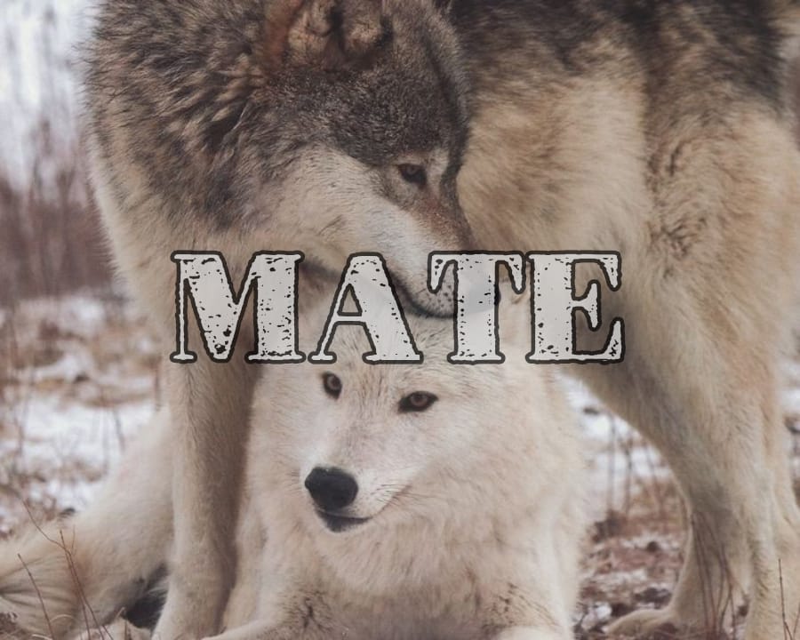 Mate ㅡ SoonHoon AU;
Woozi, omega milik Jihoon yang bersifat angkuh merasa tak memerlukan seorang alpha sama sekali. Bagaimana jika Woozi dipertemukan dengan alpha milik Soonyoung yang bersifat tempramental dan tak suka dipandang rendah, Hoshi?