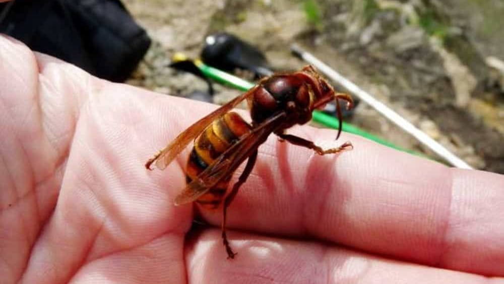 Apre la porta di casa e viene assalito da uno sciame di insetti: morto 58enne dlvr.it/STbsG0 da <a href="/Today_it/">Today</a>