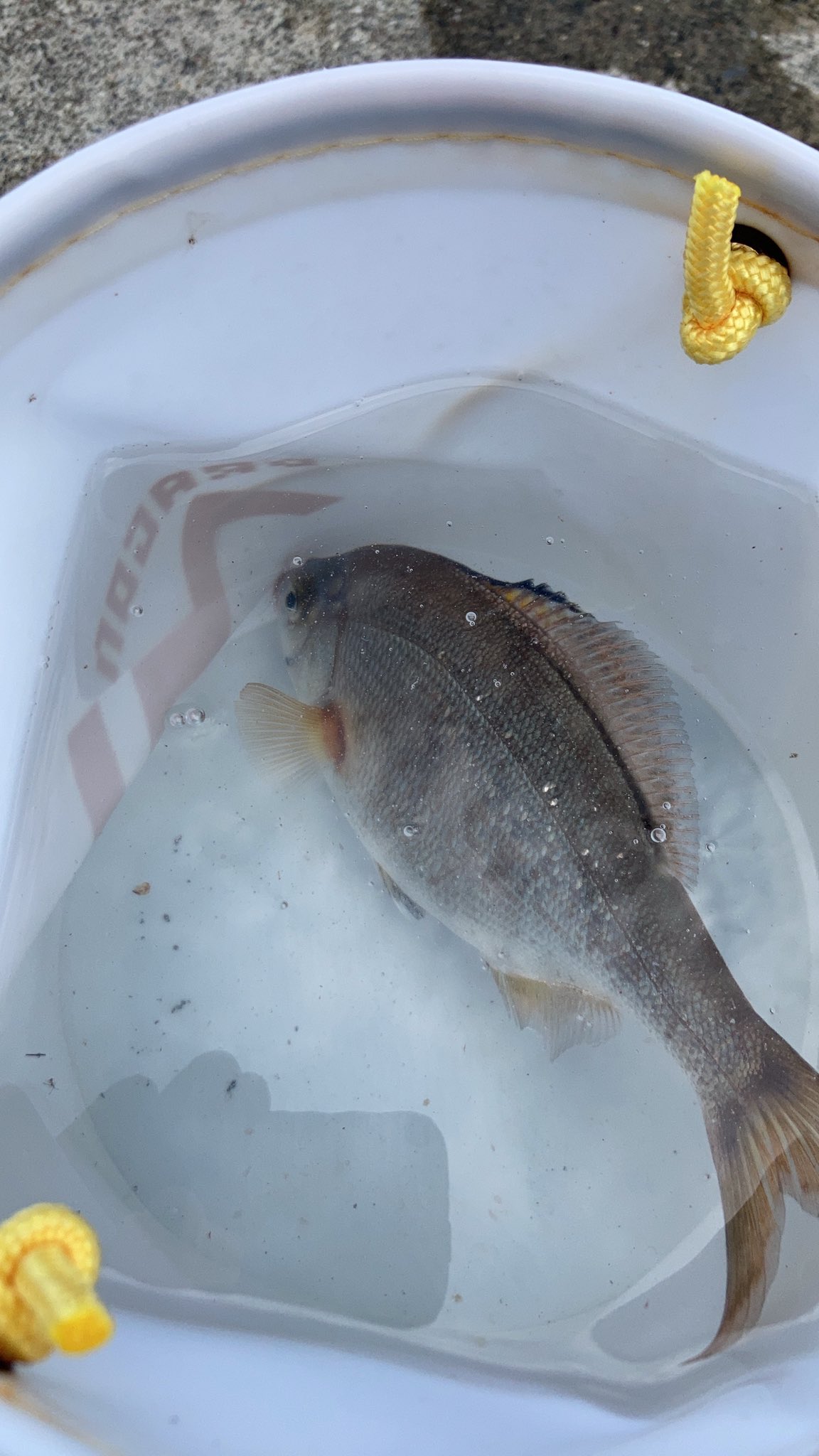 تويتر まも على تويتر 息子と海釣り 暑くなってやっと漁港内でウミタナゴ やチカの群れを確認 そっちは息子に任せて自分はお土産用のメバル探しをするもリリースサイズばかり ついでに大きなウミタナゴ 食べたいらしいので 子供放出してお持ち帰り これから捌い