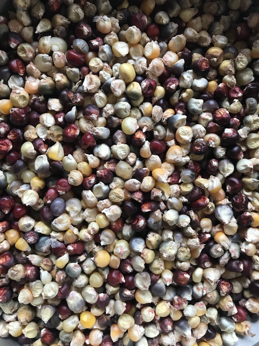 Fittzzyy's tweet photo. Corn harvest 2022. Chinese mini for popcorn and Aztec for corn meal. Lot of work for a couple of meals but the process was fun 🌽 https://t.co/kXuB3wY78M