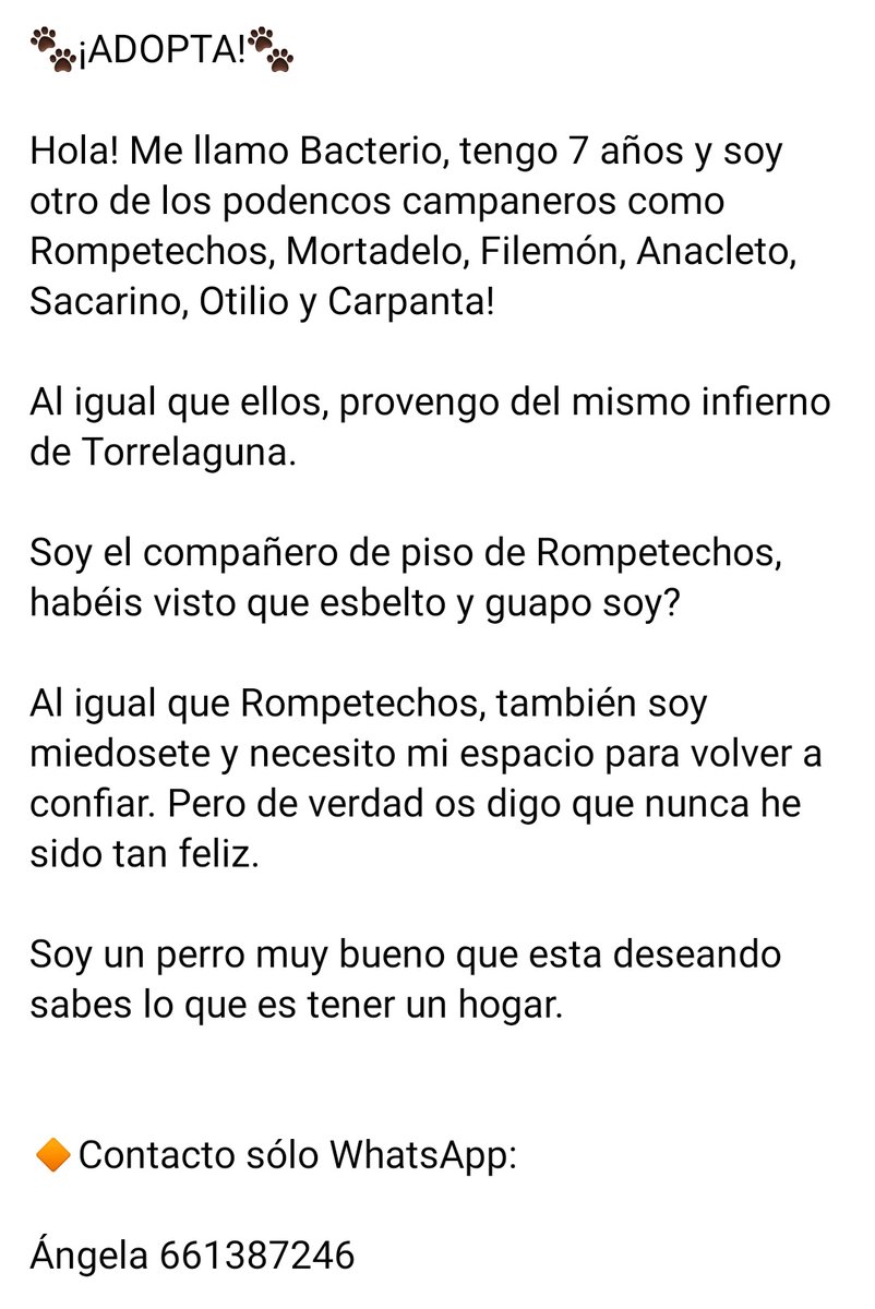 YolandaC4's tweet photo. #adopta a #Bacterio https://t.co/PX0uPHgu0M