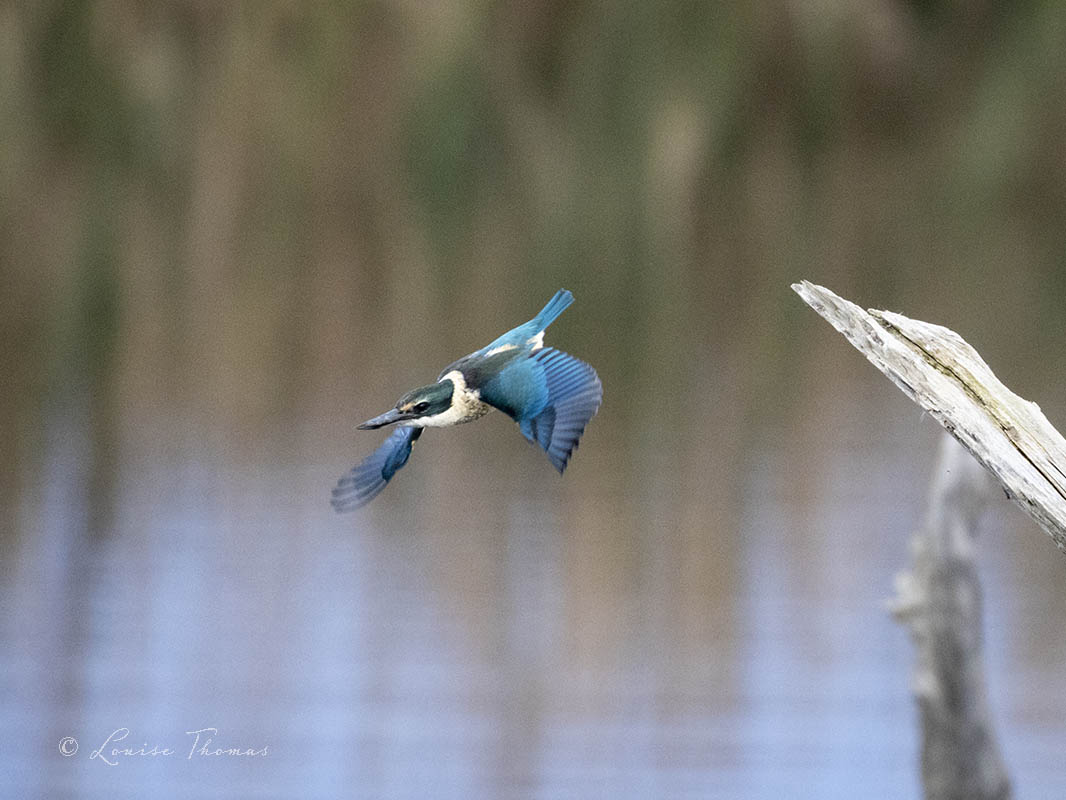 Sacred kingfisher/kōtare (Todiramphus sanctus) diving over Boggy Pond, Lake Wairarapa.

#kingfisher #birdsofnz #birdsofaotearoa #nzbirds #BirdsSeenIn2022 #birding #birdwatching #nature #TwitterNatureCommunity