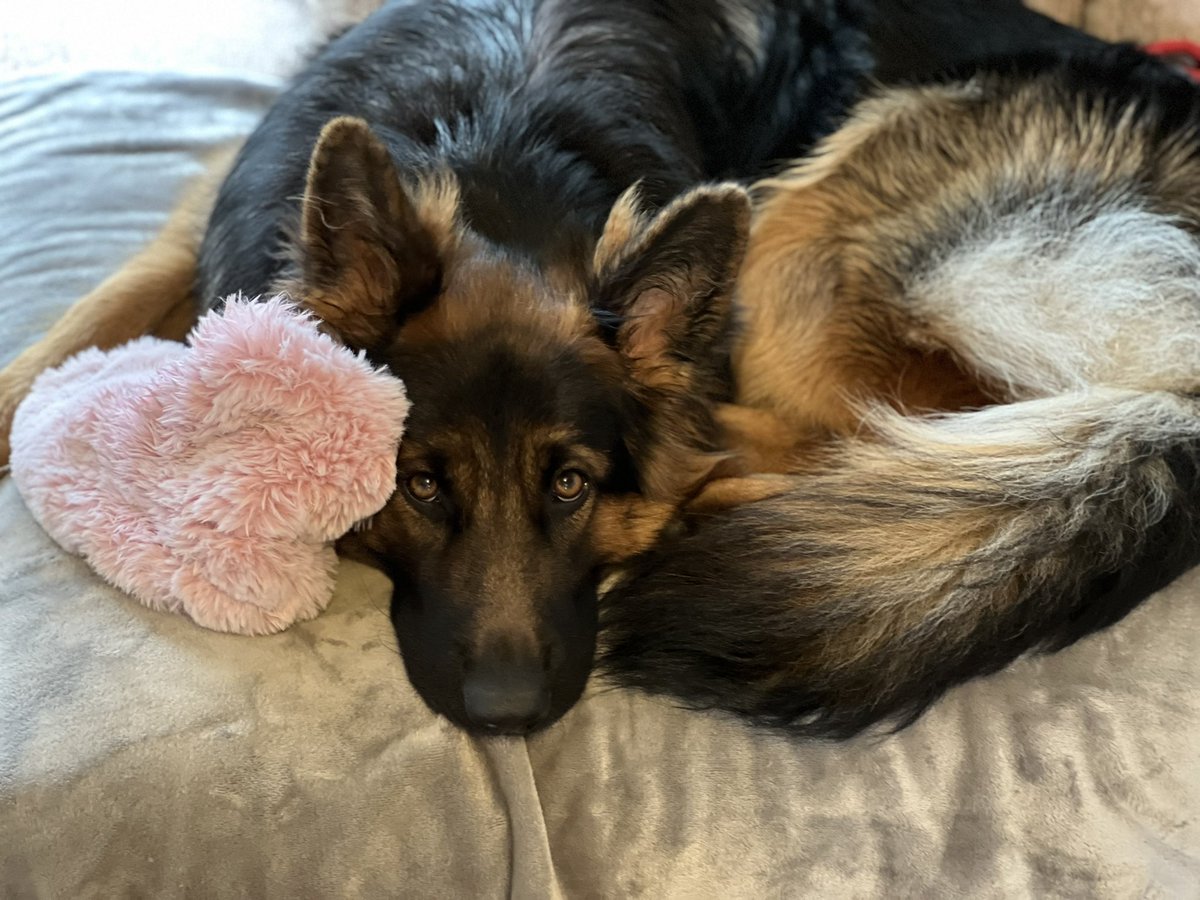ThomasCompSci's tweet photo. @Gwenelope Phoenix with her fluffy slipper. She stole it from my daughter and likes to offer it to people if they seem sad 💕 https://t.co/1yyGyhwq7E