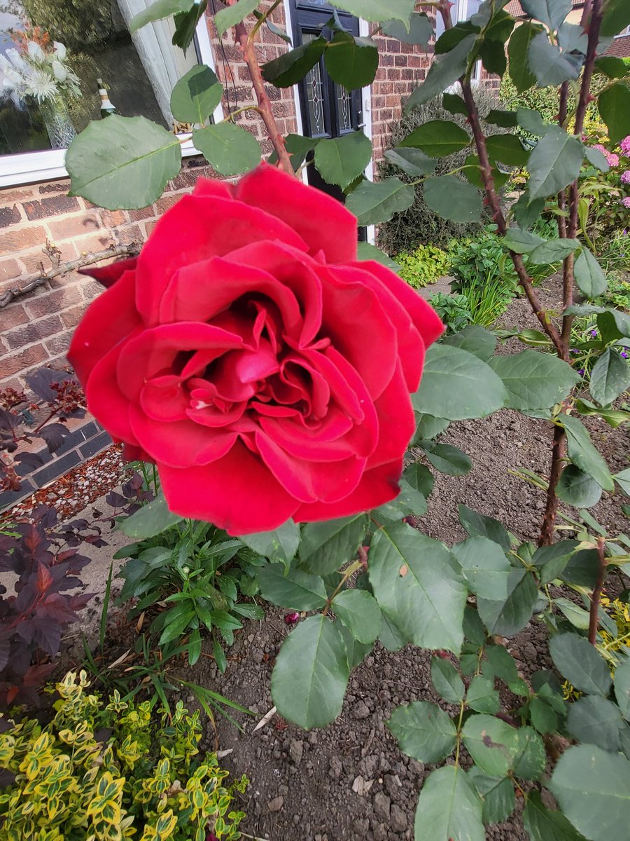Marilyn Cocking (@marilyncocking) on Twitter photo <a href="/KhanWa526540/">☮️Waheed Khan🌹respect all🌼🌾P.M.L.N 🇵🇰</a> A rose in my front garden this morning for you my twitter friends. <a href="/KhanWa526540/">☮️Waheed Khan🌹respect all🌼🌾P.M.L.N 🇵🇰</a> A rose in my front garden this morning for you my twitter friends.