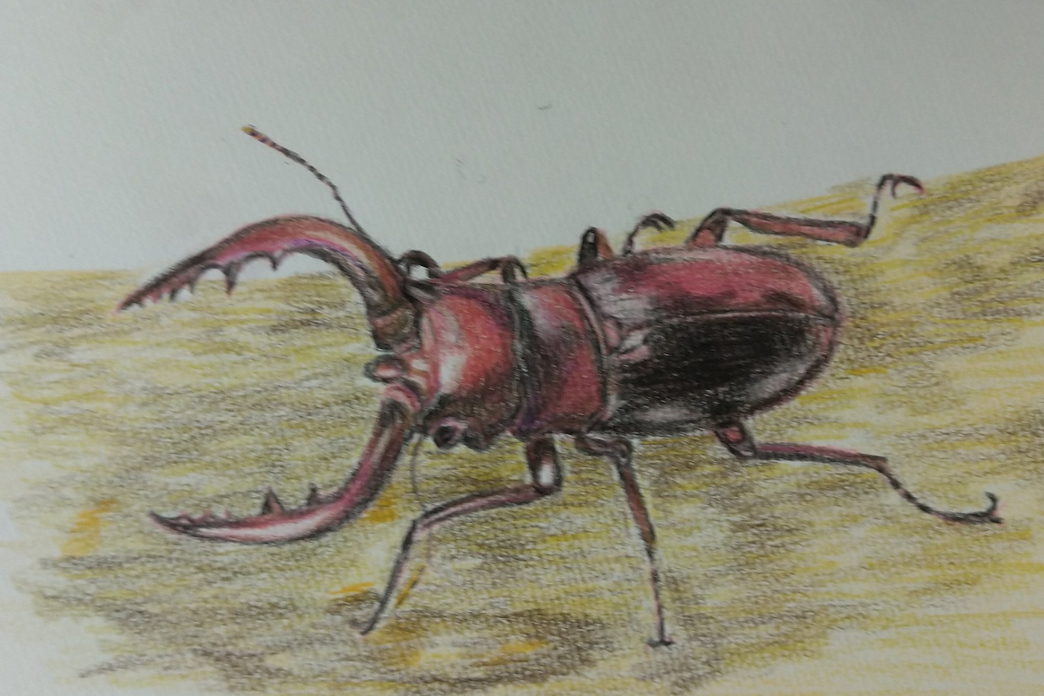 くわがた Twitter 搜尋 Twitter