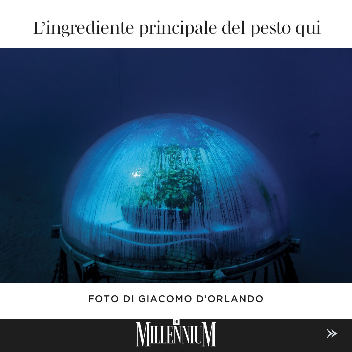 FqMillennium's tweet photo. QUEL BASILICO SOTT'ACQUA
👉 Scorri e scopri il PORTFOLIO fotografico 📷 di @giacomo_dorlando a cura di Roberto Casalini su #FQMillenniuM
👉 Continua a leggere, vai in edicola
#portfolio #fotografia #biosfere #subacquei #gardening #mare https://t.co/vDC3RJrmll