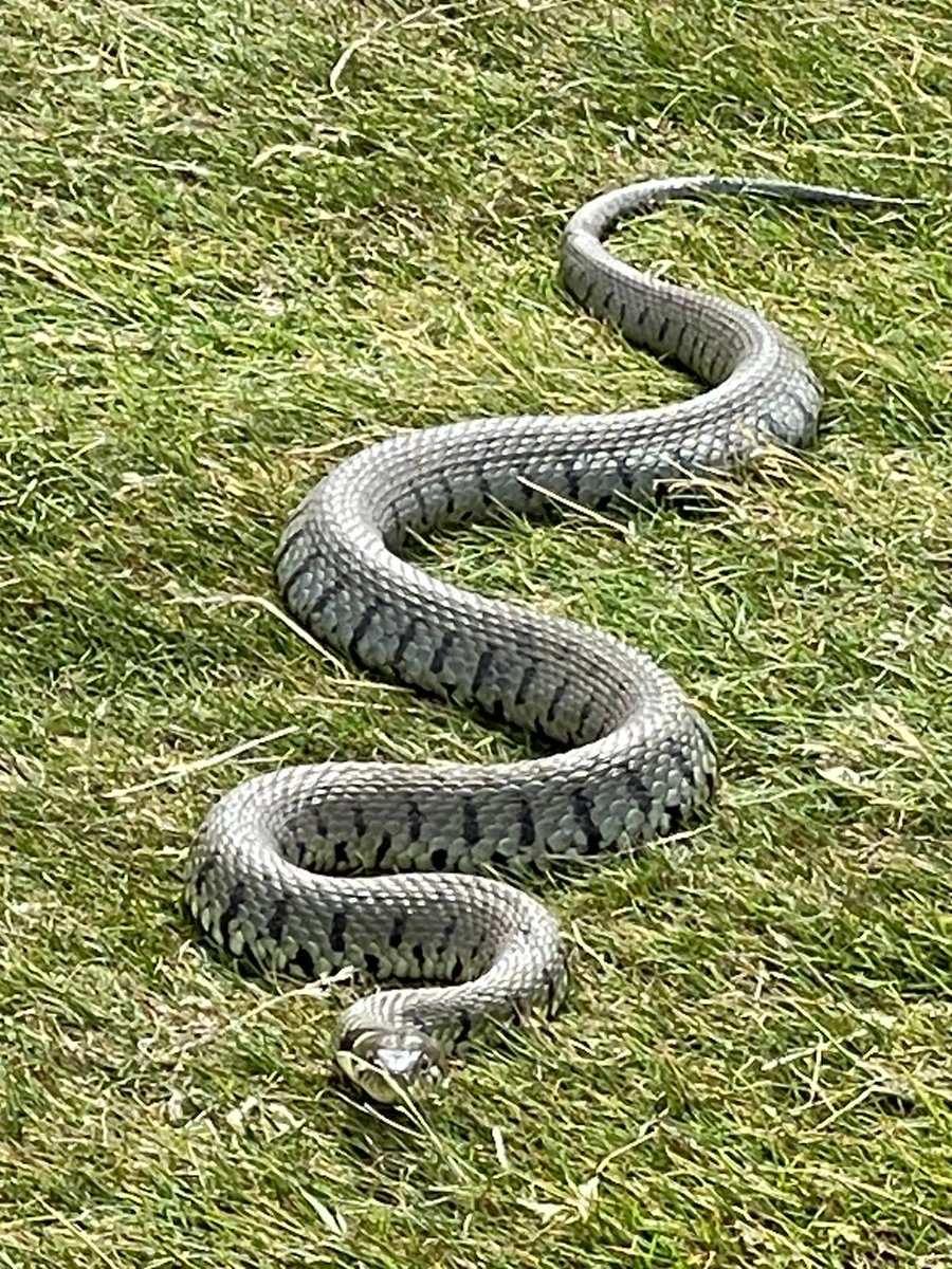 Delamere Forest GC tweet media