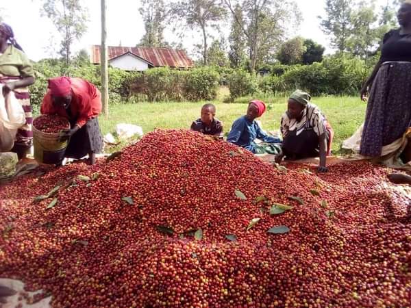 mkulimayoung's tweet photo. Agriculture can help reduce poverty, raise incomes and improve food security for 80% of the world's poor, who live in rural areas and work mainly in farming.

Promoting farming promotes grass-root development in the priority sector.
🔗 https://t.co/8XmAUZ5xK1

#MkulimaYoung https://t.co/fNJp1K3tYJ