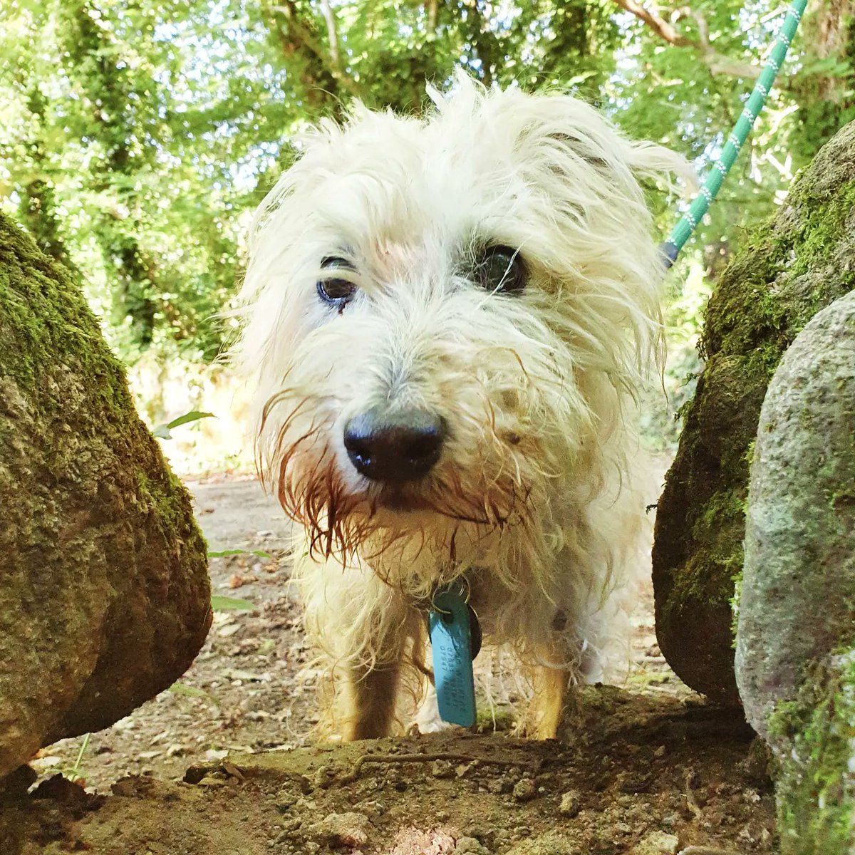 WOOFSTOCK UK ® tweet media
