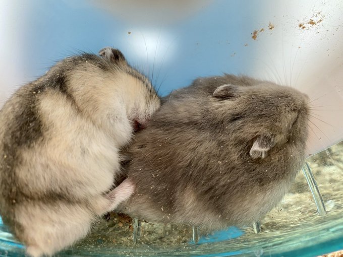 ハムスターのtwitterイラスト検索結果