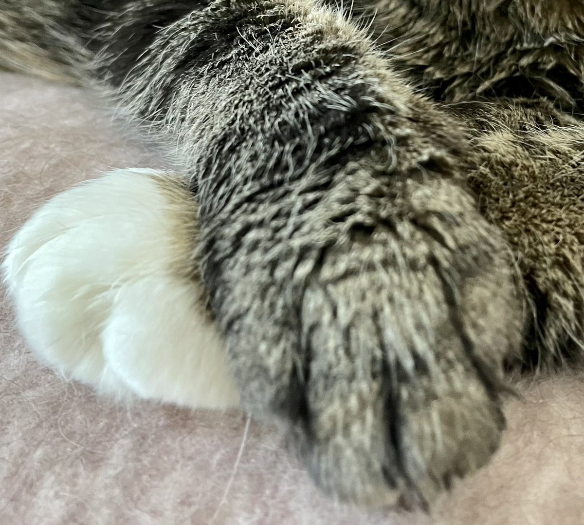 SFCakeCo's tweet photo. @Number10cat Holding paws 😍 🐱 https://t.co/xnHvXa5ORD