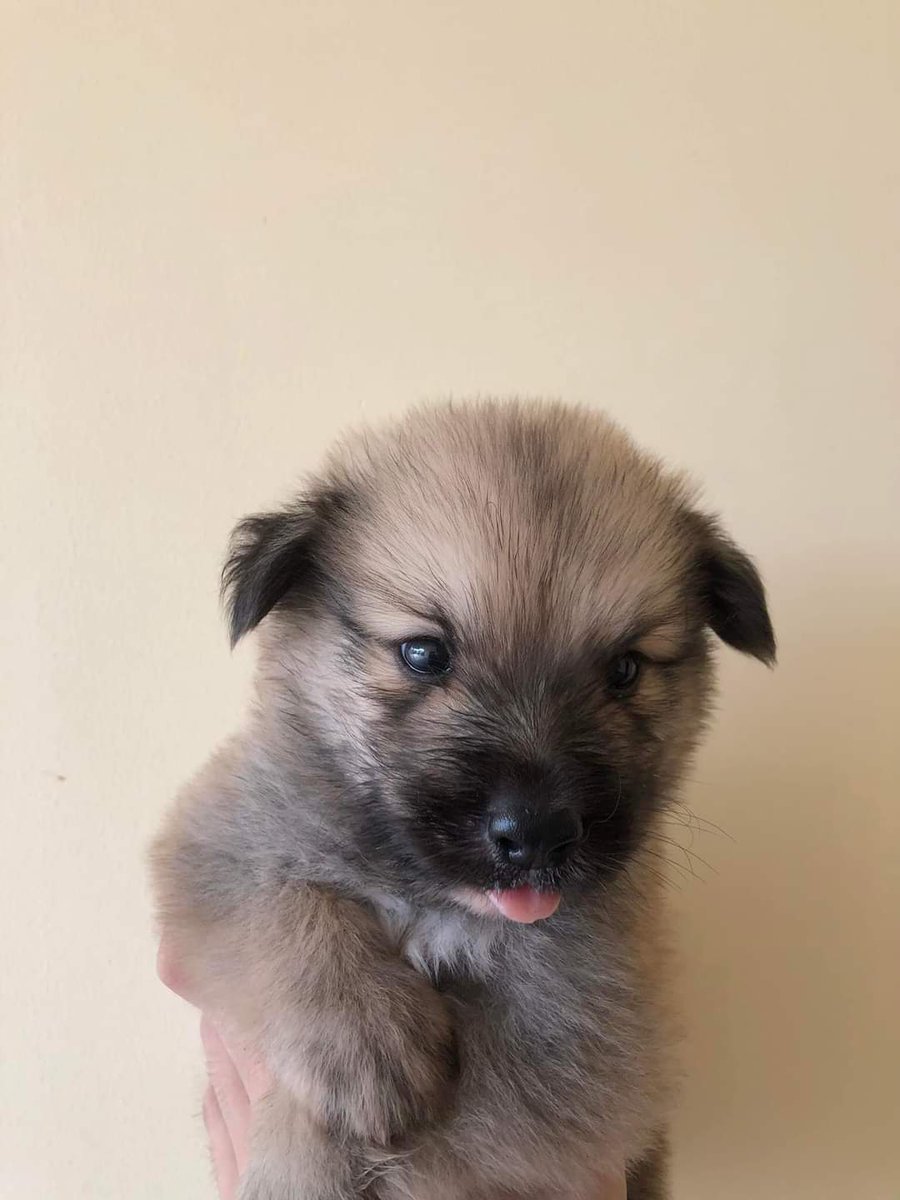 Thor Inu Official tweet media
