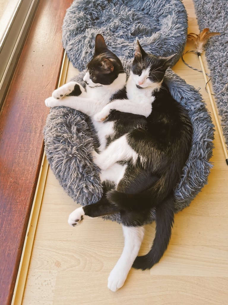 The_Super_Ted's tweet photo. 6 months old and Luna &amp; Mateo are still great little friends! #Caturday https://t.co/jNxJpjJYdg
