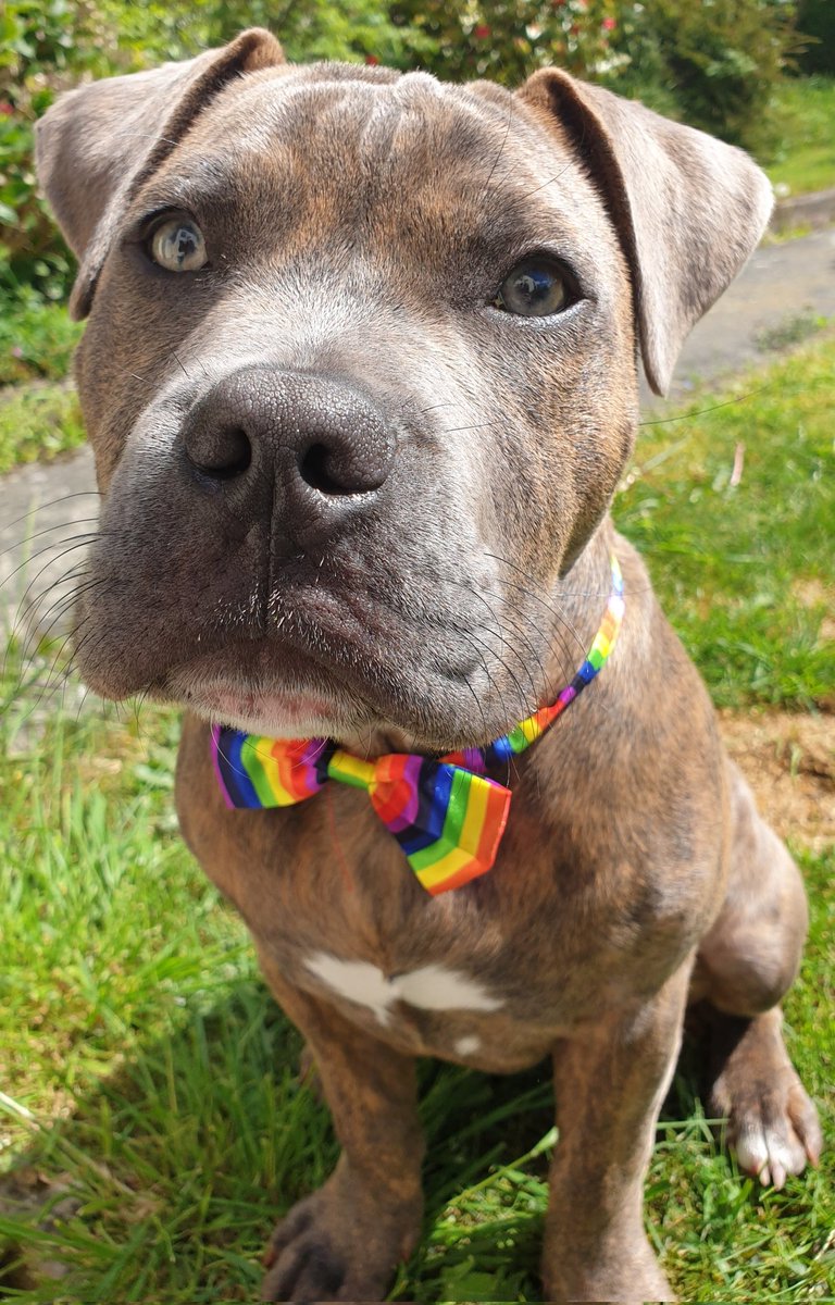 roygbiv_nft's tweet photo. GM! The weekend has arrived😆🌈Meet Zeke, our project team mascot!🐶He's been a great support to us during our NFT journey so far! Show us your furry friends🐾...
#NFTCommunity #Bullstaff #dontbullymybreed #dogsoftwitter https://t.co/Ng4fBchtsz