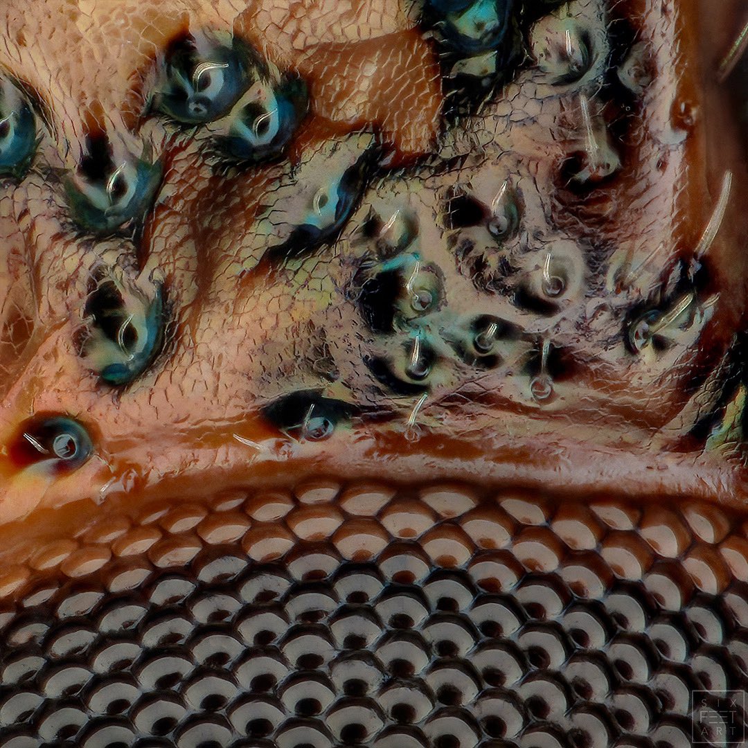 sagaOptics's tweet image. Brown marmorated stink bug, Halyomorpha halys, on a scale of 40:1. 581 individual images were added together here. Here you can see the edge of the compound eye with some small hairs in blue shimmering indentations.