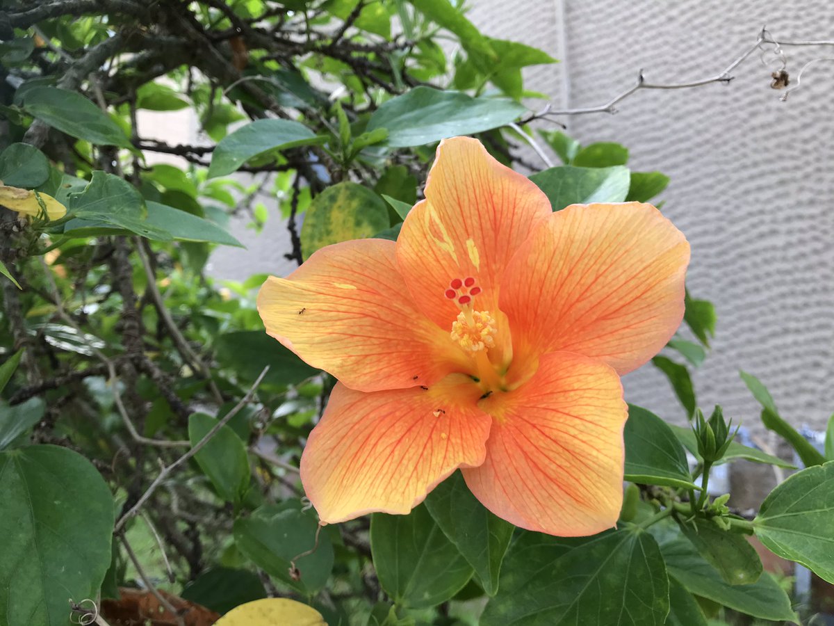 mofunichi's tweet photo. 朝の〜ハイビスカス🌺✨
爽やかにしてくれて🌈
ありがとう✨✨✨
アリさん🐜も遊びに来てる https://t.co/ubkvfeFKgn