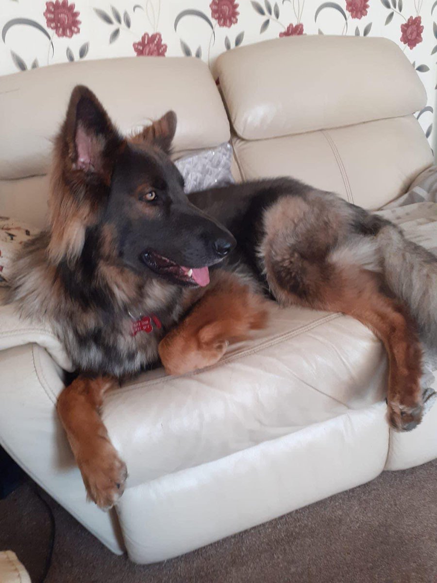 ContentedCanin2's tweet photo. The easiest way to get your dog through adolescence is to love them &amp; do fun things - they will love you forever! If you try to teach them obedience, or shout or punish, you will lose your relationship with them - try not to become frustrated! Need our help? https://t.co/fAJdSalWMM