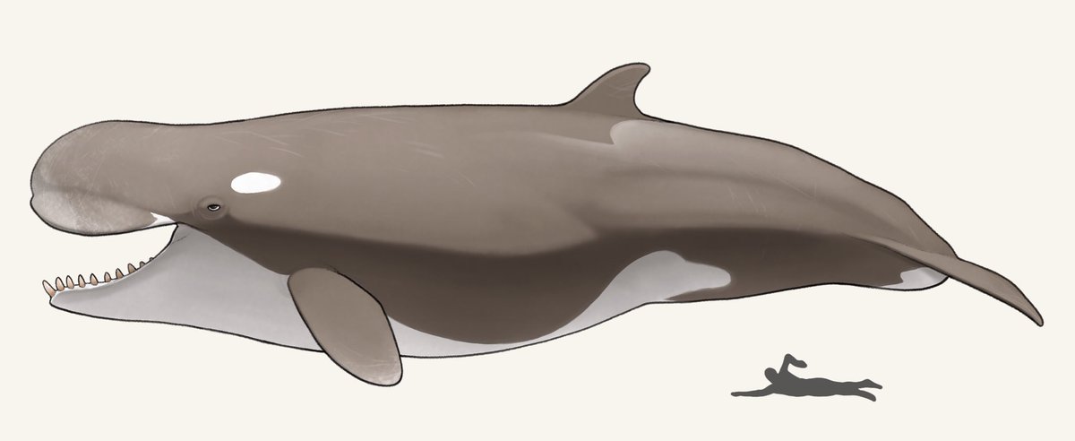 「最近描いた古生物たち 」|nao70sharkのイラスト