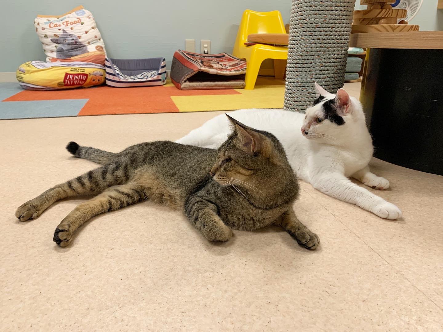 保護猫カフェ カーロ Nekocafe Caro Twitter