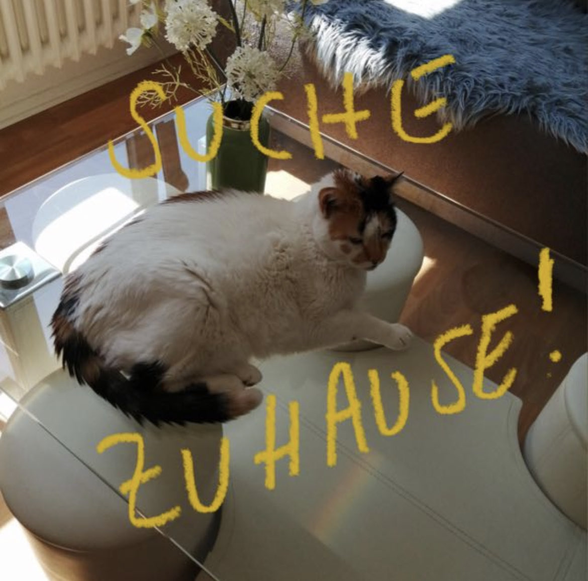 Hallo, ich bin Madonna, ich bin 14 Jahre alt und ich mag so gerne kuscheln. Leider ist mein Frauchen letzte Woche verstorben und nun suche in ein neues Zuhause in #Berlin oder #Brandenburg Hat jemand noch ein gemütliches Plätzchen auf dem Sofa für mich frei? 😽🧡