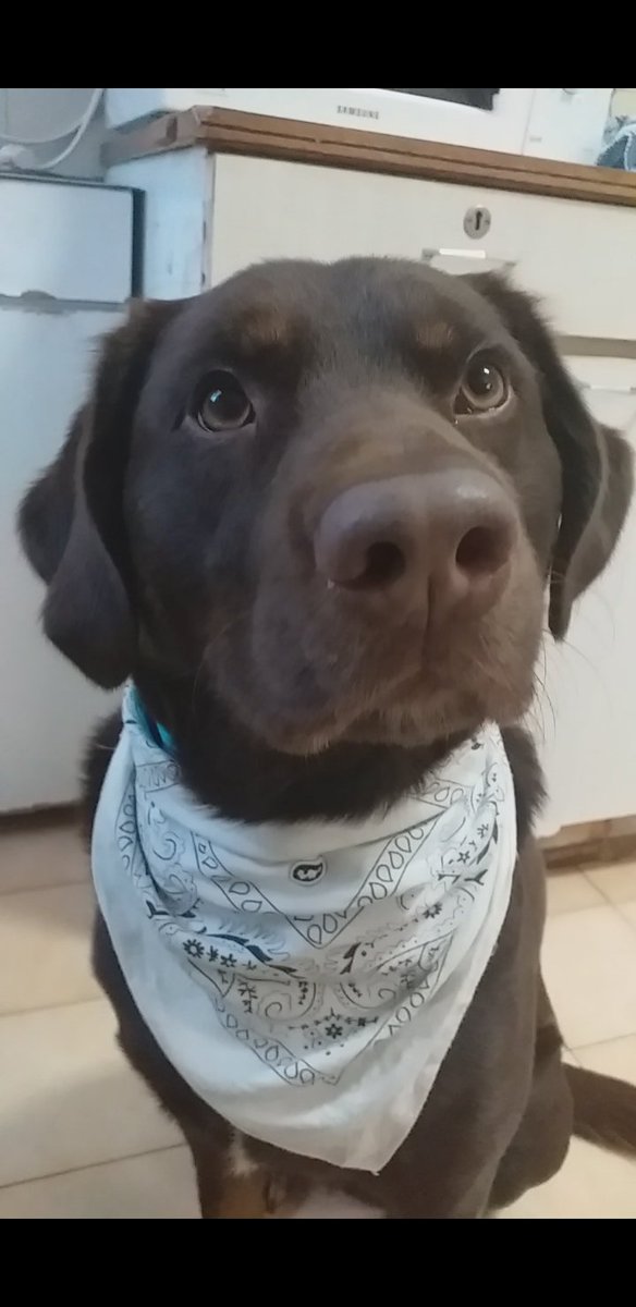 My sweet chocolate love.
Bowie 🤎⚡️💙🍀🐾