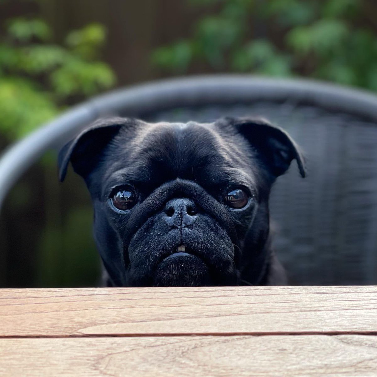 AlbertThePug's tweet photo. Eyes on the prize 👀 #theweekendiscoming #happyfriday #keepcalm #friyay #cantwait #bringiton #weekendloading #readyforit https://t.co/pqHrx5fDoe