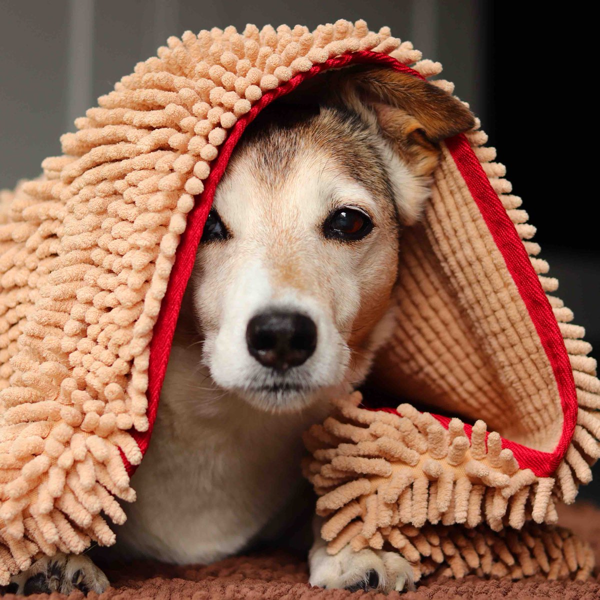 Make sure your doggy is less soggy with a super absorbent dog mitt or doggy mat from @Soggydoggy_UK Tough on moisture but kind on paws with its soft velvety texture Use dotty15 for 15% off dotty4paws.co.uk/businesses/lis… #UkGiftAM #UKGiftHour