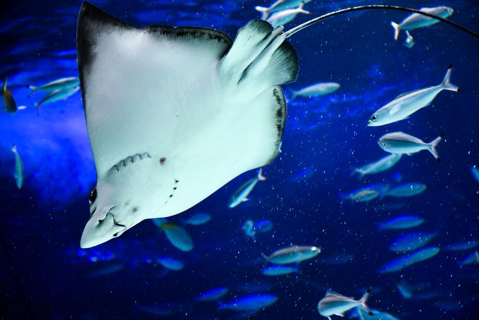 サンシャイン水族館のtwitterイラスト検索結果