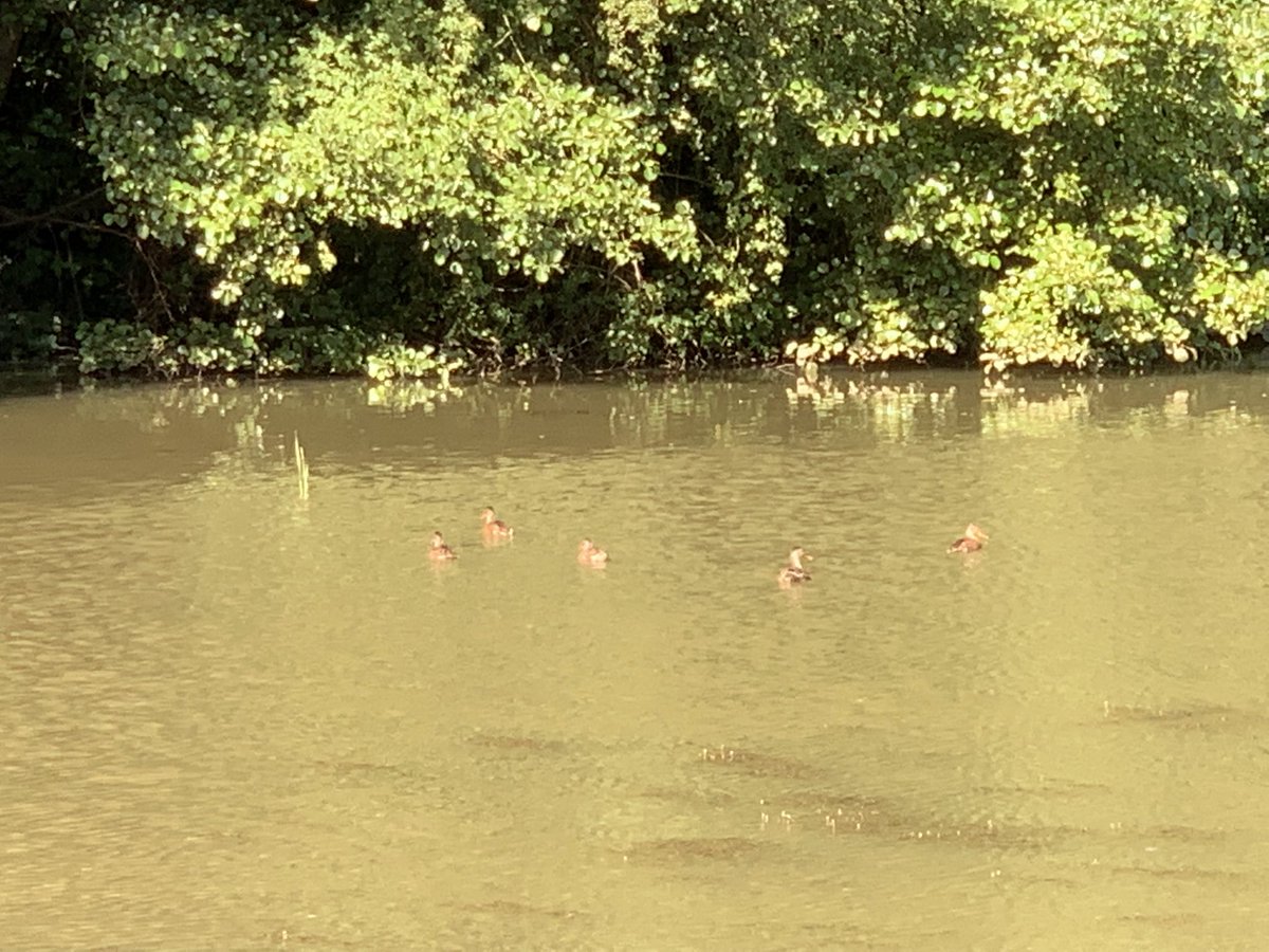 DelepChimney's tweet photo. Early morning walk at Stockley Ponds with #Centaury, #Daisies and lots of Goats Rue #WildFlowers not to mention young family of possibly #Goosanders #365DaysWild #Nature #iPhone #Photography https://t.co/hScnyXvFzf